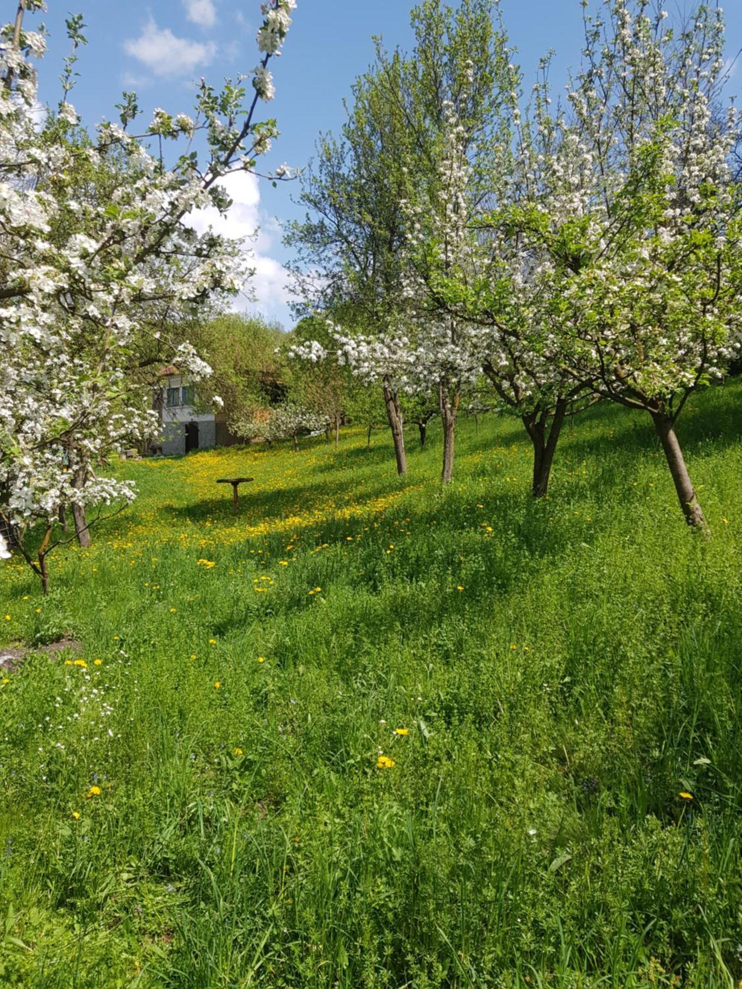 Straja  Casa La Casiru 17 빌라 외부 사진